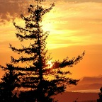 Tree at Sunset