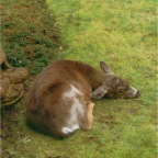 Very Relaxed Dave