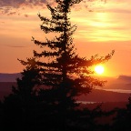 Tree sunset