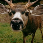 Curious Dave