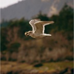 MadronaPointGull