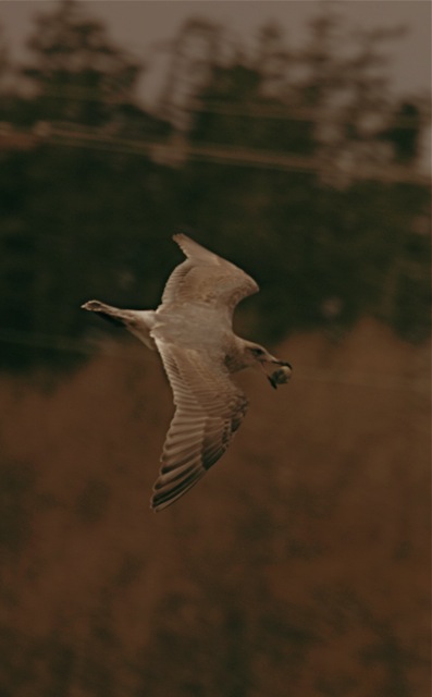 Loading Image