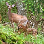 MoranDoewithFawn