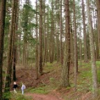 Grand Forest Path