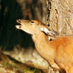 DeerFlyBite