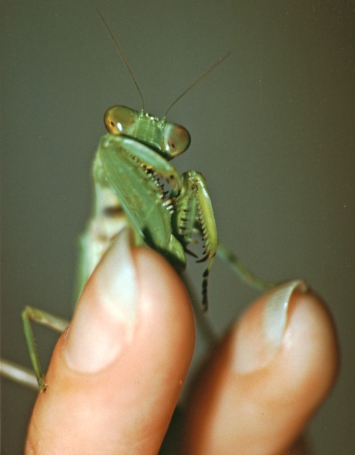 Loading Image