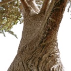 Tree texture