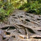 MoranRoots1