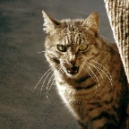 Bobby Roars
